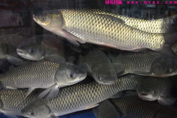 为什么说野生草鱼最难钓？尤其大草鱼，很多钓友终其一生也无钓获(图2)