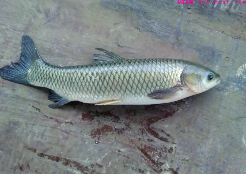 夏季垂钓草鱼，5种“中鱼率”很高的鱼饵，每一种都不错(图1)