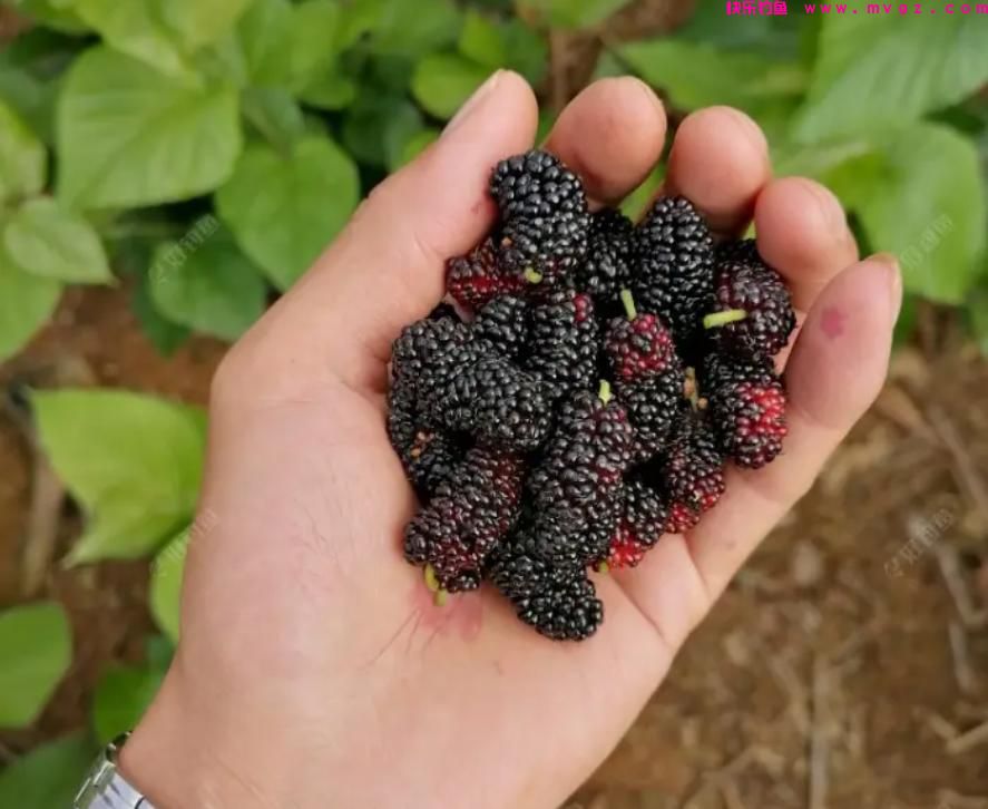 夏季垂钓草鱼，5种“中鱼率”很高的鱼饵，每一种都不错(图3)
