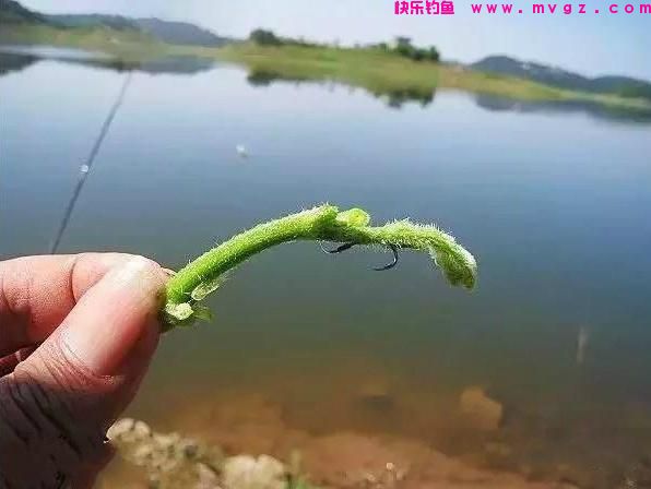 夏季垂钓草鱼，5种“中鱼率”很高的鱼饵，每一种都不错(图5)