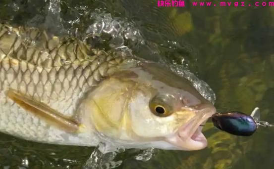 草鱼靠勤鲤靠守，通过3个方面，了解这2种鱼钓法的区别(图5)