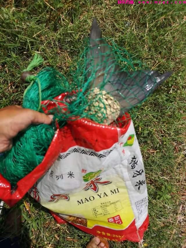 初夏钓草鱼攻略，成本有点儿大，但草鱼确实好吃(图3)