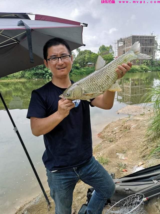 初夏钓草鱼攻略，成本有点儿大，但草鱼确实好吃(图6)