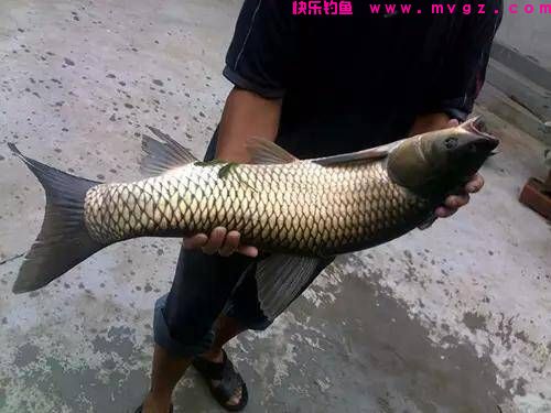一文读懂，钓鲢鳙与钓草鱼的5点区别(图1)