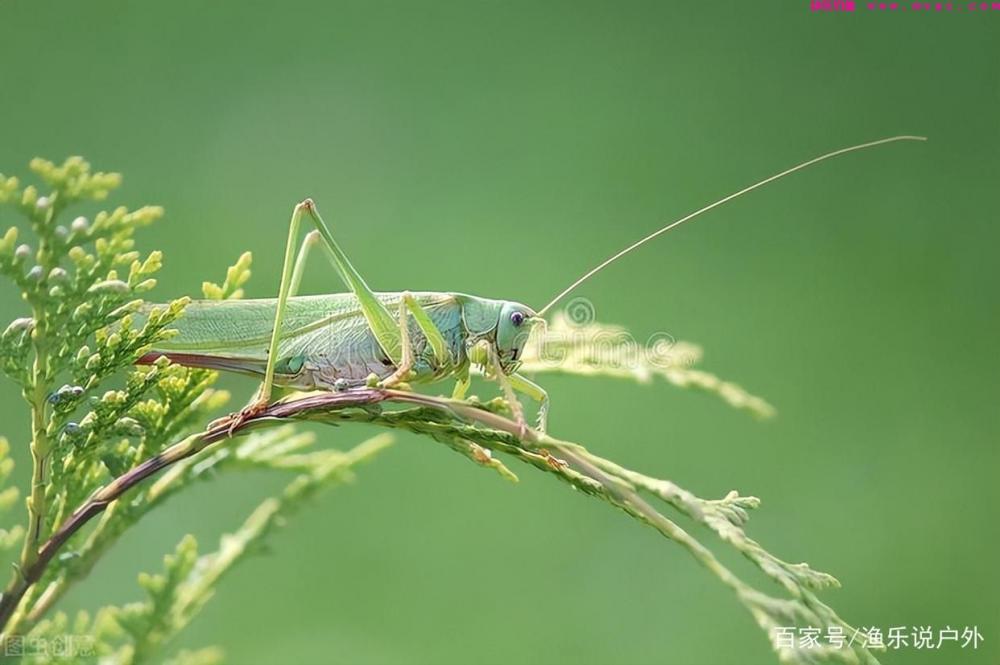 夏季钓草鱼的技巧详解钓具、钓饵、钓点、钓法(图4)