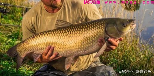 立夏钓草鱼，用这个“土方法”准没错，听我的，草鱼排队咬钩(图1)