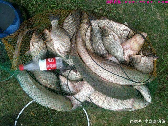 立夏钓草鱼，用这个“土方法”准没错，听我的，草鱼排队咬钩(图6)