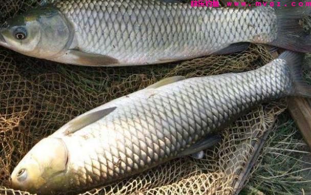 这些钓草鱼的饵料，虽然不常见，但是诱鱼效果没得说(图1)