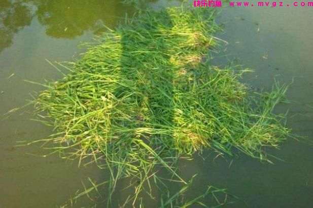 这些钓草鱼的饵料，虽然不常见，但是诱鱼效果没得说(图3)