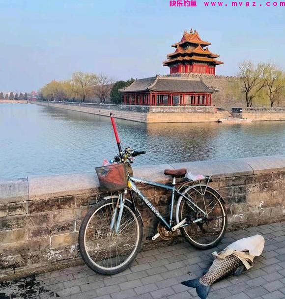 北京大爷在护城河钓上大草鱼，足足1米多长，怕惹事又给放了(图2)