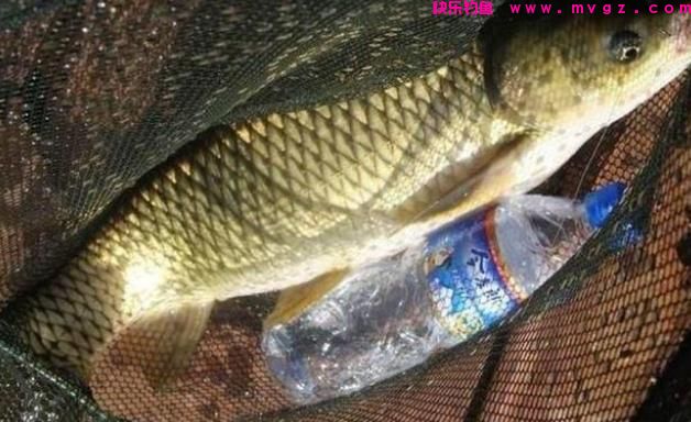 想钓大草鱼诱鱼是关键，只需啤酒加一物，快速诱钓大草鱼！(图1)