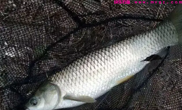晚春时节钓草鱼，老渔翁透露3个“妙招”，让草鱼有来无回！(图3)