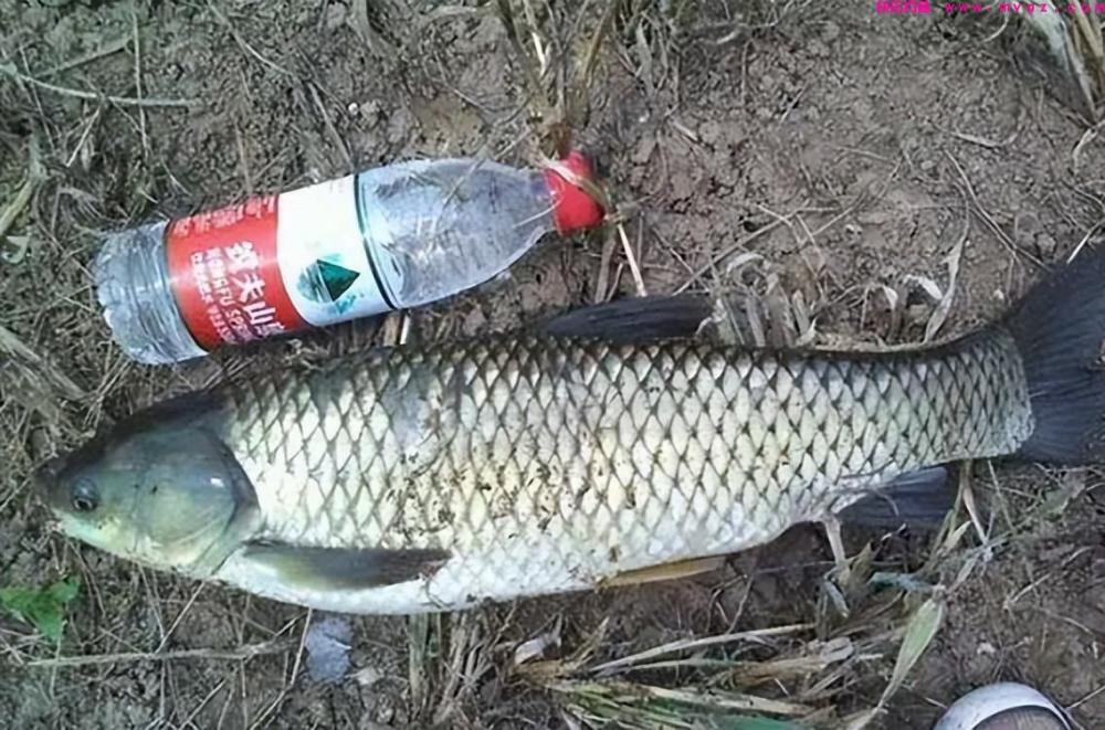 晚春时节钓草鱼，老渔翁透露3个“妙招”，让草鱼有来无回！(图4)