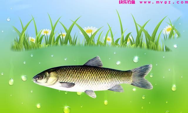 草鱼应该钓浮还是钓底？钓草鱼选水层的4个要点，简单实用效果好(图1)