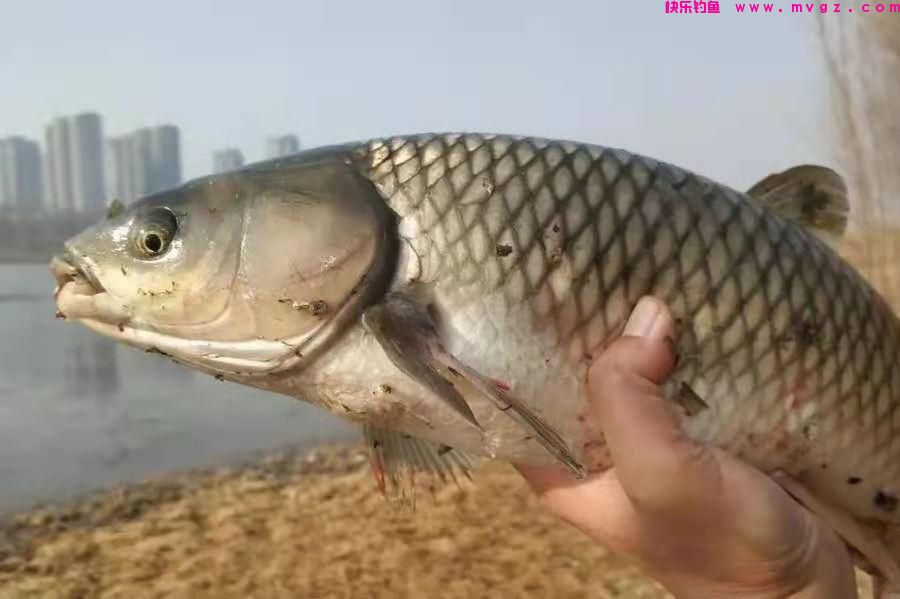 草鱼独特新钓法，很多人都没试过，上鱼太快，钓一次忘不了(图3)