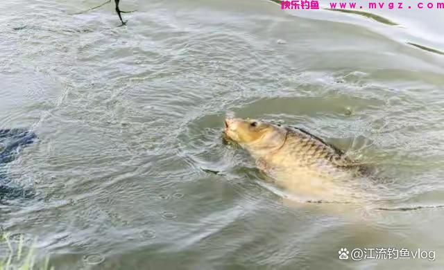 钓的鱼种不同，浮漂也有乾坤(图2)