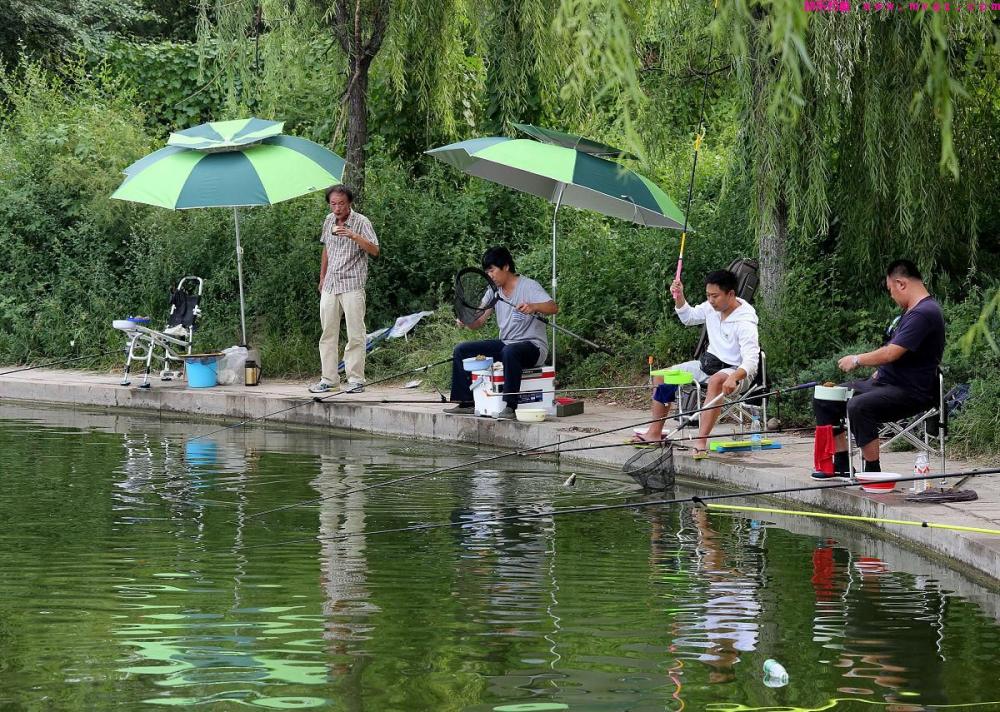 钓草鱼的技巧全在这里，掌握后草鱼排着队进窝咬钩，果断收藏(图3)