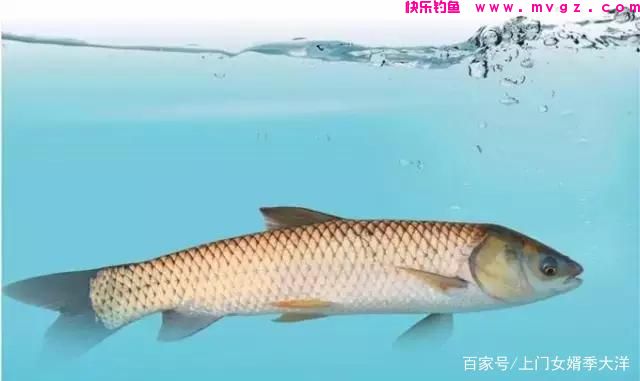 夏季是垂钓草鱼的黄金季节，那么我们该如何去钓呢？(图1)