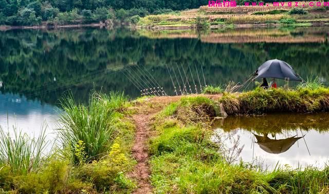 草鱼该怎么钓？夏季如何钓好草鱼？（一）(图5)