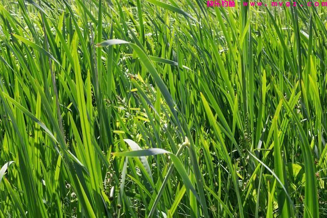 草鱼该怎么钓？夏季如何钓好草鱼？（一）(图9)