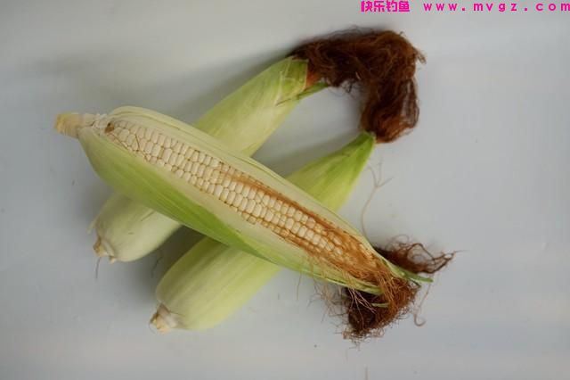 草鱼该怎么钓？夏季如何钓好草鱼？（一）(图8)