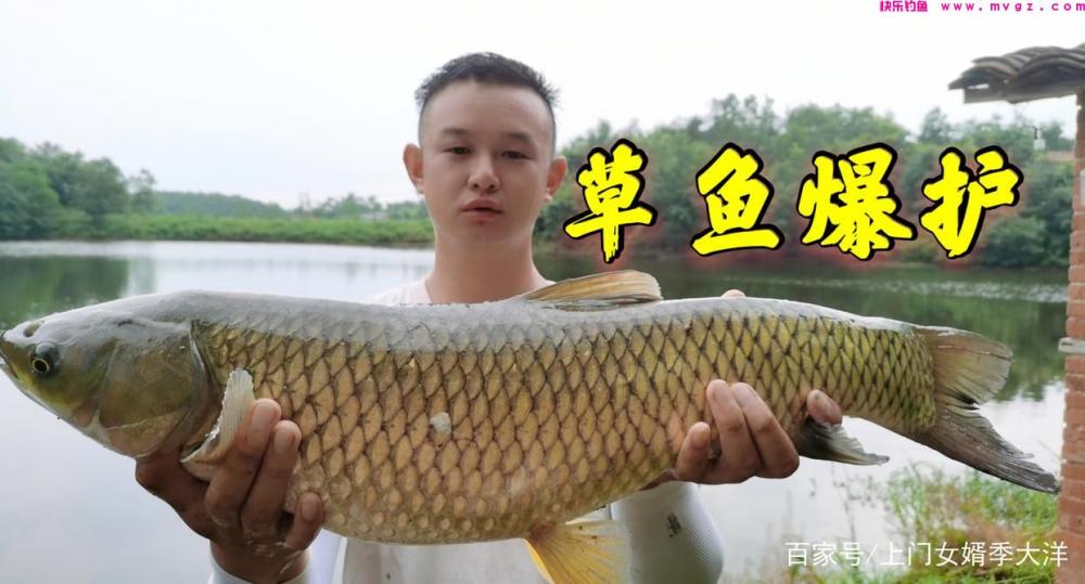 夏季是垂钓草鱼的黄金季节，那么我们该如何去钓呢？(图4)