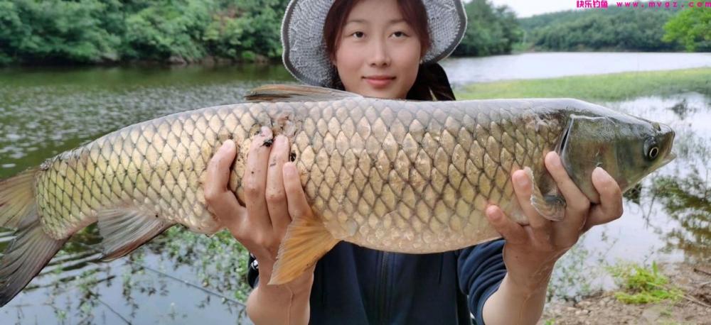 夏季是垂钓草鱼的黄金季节，那么我们该如何去钓呢？(图3)