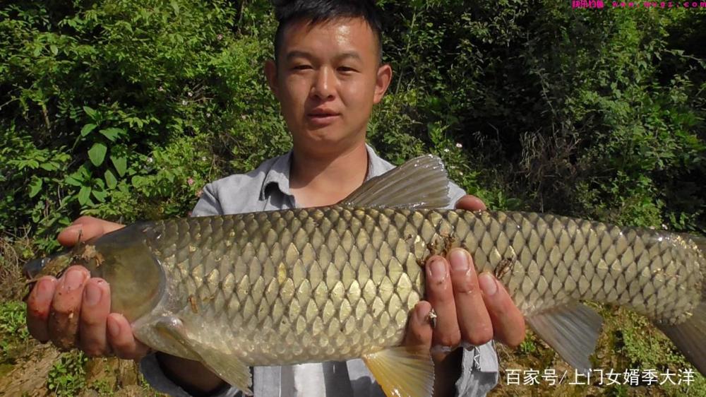 夏季是垂钓草鱼的黄金季节，那么我们该如何去钓呢？(图5)
