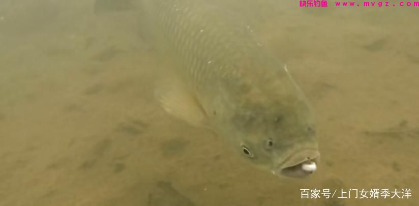 夏季是垂钓草鱼的黄金季节，那么我们该如何去钓呢？(图7)