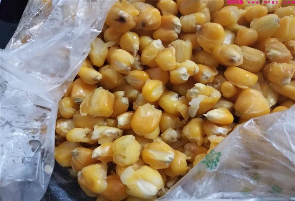 清明节前后钓草鱼，选对窝料是关键，老玉米加一物，专攻大草鱼(图2)