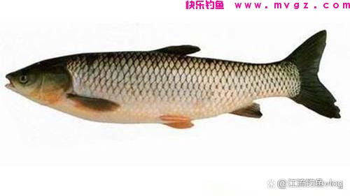 学会这些方法，钓草鱼也不难(图2)