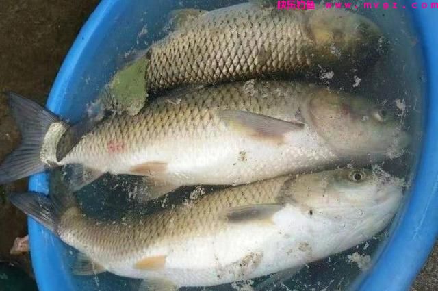 春季草鱼就该这样钓，方法简单，越钓越有劲，老司机都赞不绝口(图4)