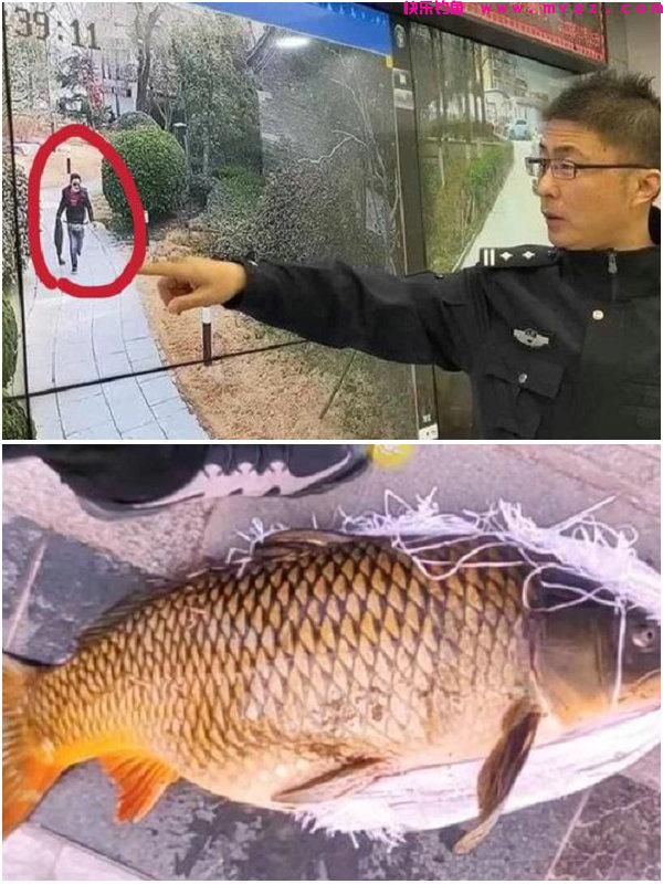 男子钓起故宫护城河的“草鱼王”，网友：你这是动了龙气！(图7)