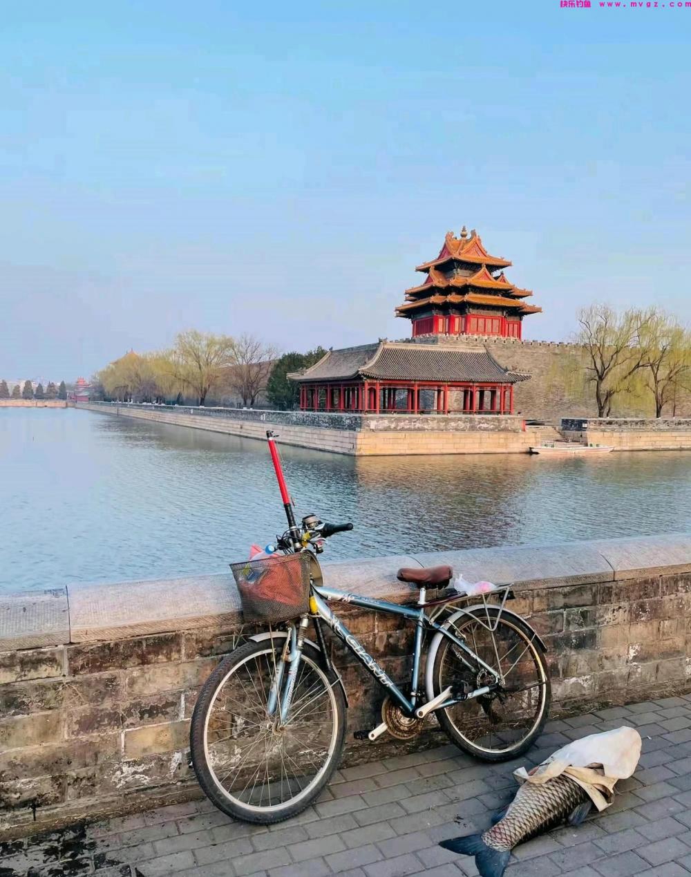 男子钓起故宫护城河的“草鱼王”，网友：你这是动了龙气！(图8)