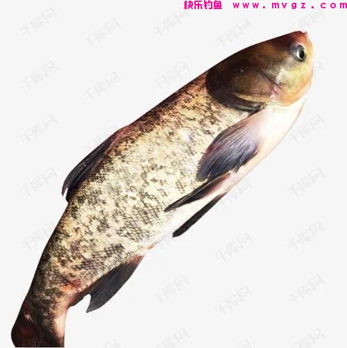 钓草鱼和钓鲢鳙有两个区别，明白了，就更容易钓到目标鱼了(图3)