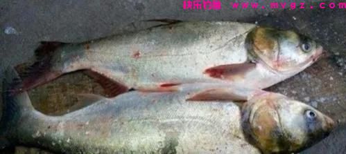 钓草鱼和钓鲢鳙有两个区别，明白了，就更容易钓到目标鱼了