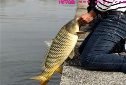 俗话说“钓鲤鱼靠守，钓草鱼靠勤”，通过对比，带你走出钓鱼误区(图2)