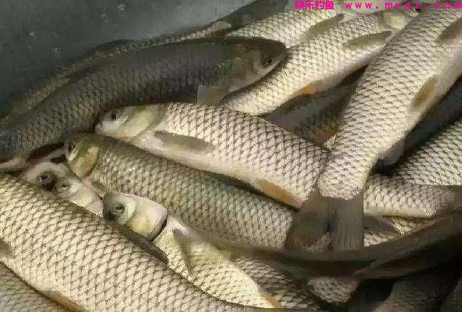 钓草鱼,唯独这饵料和钓法才最好(建议收藏)(图4) 钓草鱼,唯独这饵料和钓法才最好(建议收藏)(图4)