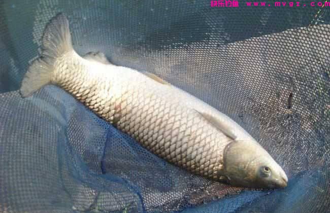 钓草鱼,唯独这饵料和钓法才最好(建议收藏)(图3) 钓草鱼,唯独这饵料和钓法才最好(建议收藏)(图3)