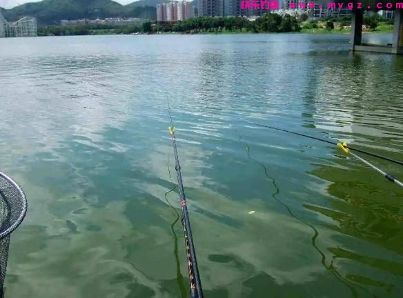 每逢夏季,我必用这些技巧钓草鱼,不吹不黑,十几年来从未失手(图3) 每逢夏季,我必用这些技巧钓草鱼,不吹不黑,十几年来从未失手(图3)
