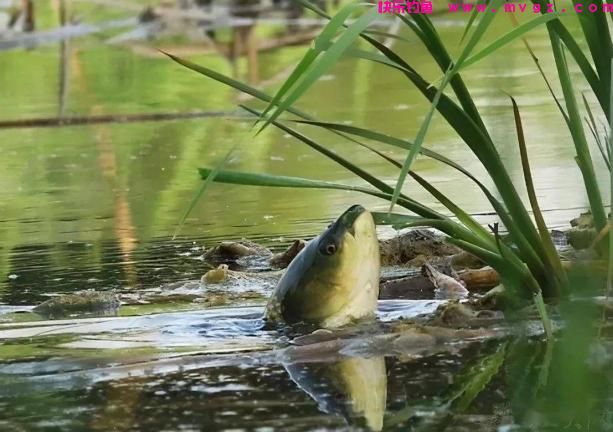 每逢夏季,我必用这些技巧钓草鱼,不吹不黑,十几年来从未失手(图5) 每逢夏季,我必用这些技巧钓草鱼,不吹不黑,十几年来从未失手(图5)