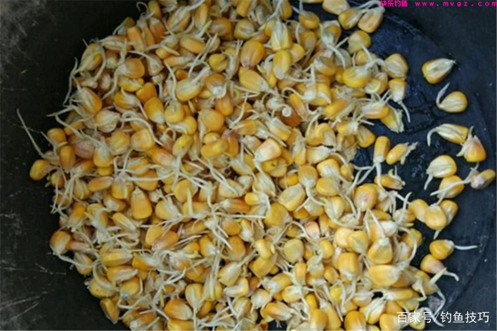 夏季草鱼的4种垂钓方法，草鱼喜暖怕寒，夏季是垂钓的黄金季节！(图3)