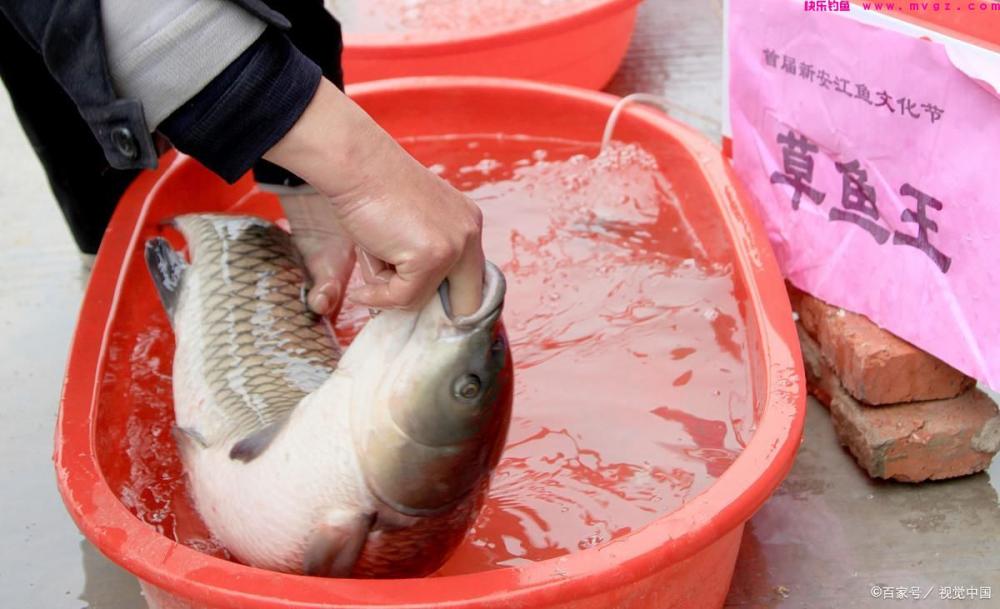 夏季野钓草鱼，钓饵离底是必须的(图1)