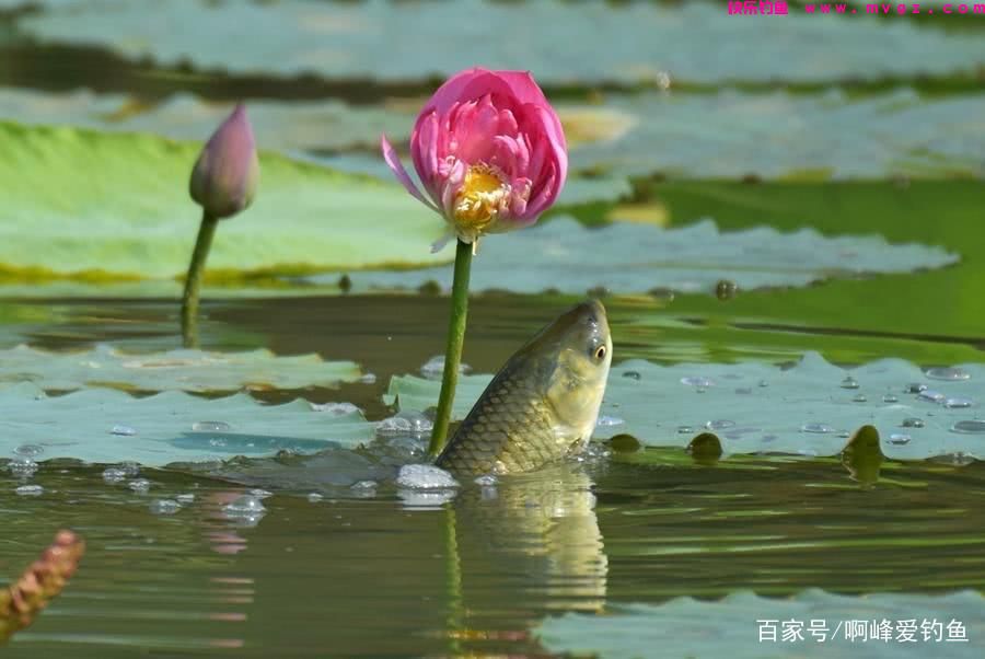 为了钓好草鱼,到处问钓法,找“秘方”,殊不知最简单的在身边(图3) 为了钓好草鱼,到处问钓法,找“秘方”,殊不知最简单的在身边(图3)