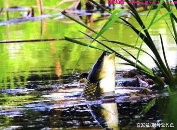 为了钓好草鱼,到处问钓法,找“秘方”,殊不知最简单的在身边(图5) 为了钓好草鱼,到处问钓法,找“秘方”,殊不知最简单的在身边(图5)