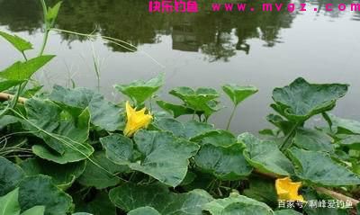 为了钓好草鱼,到处问钓法,找“秘方”,殊不知最简单的在身边(图7) 为了钓好草鱼,到处问钓法,找“秘方”,殊不知最简单的在身边(图7)