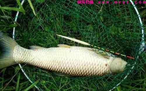 夏季户外钓草鱼，早中晚各不同，把握习性才能连杆爆护(图2)