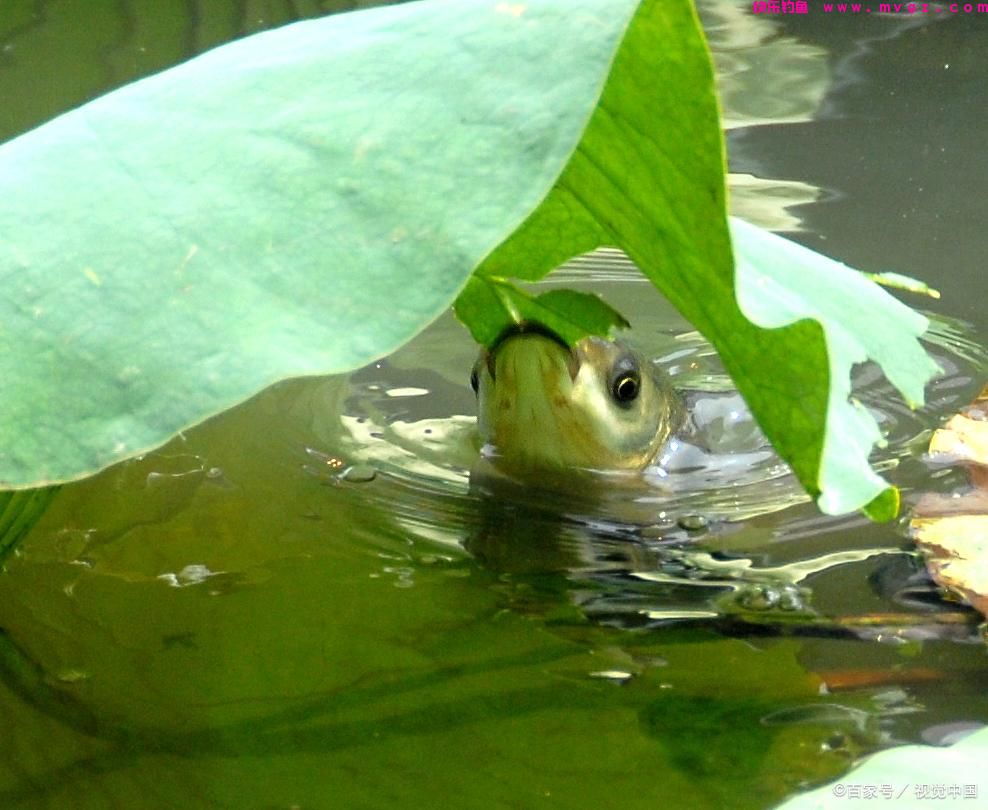 夏季如何钓草鱼？学会这些技巧，钓获十几斤草鱼也不是问题(图5)