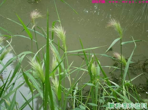 草鱼的垂钓方法与技巧(图3)