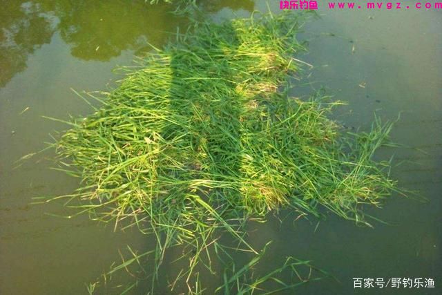 草鱼的垂钓方法与技巧(图4)